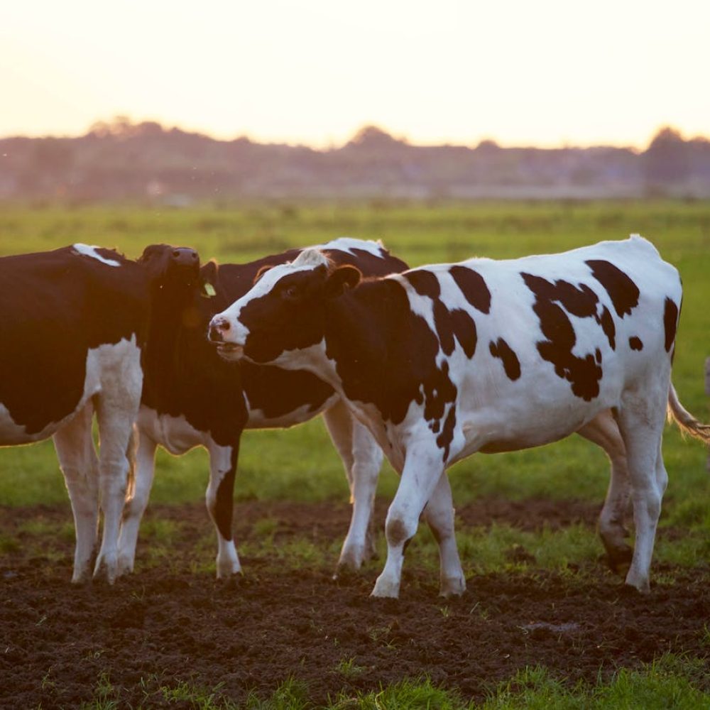 Three Black-and-white Cows