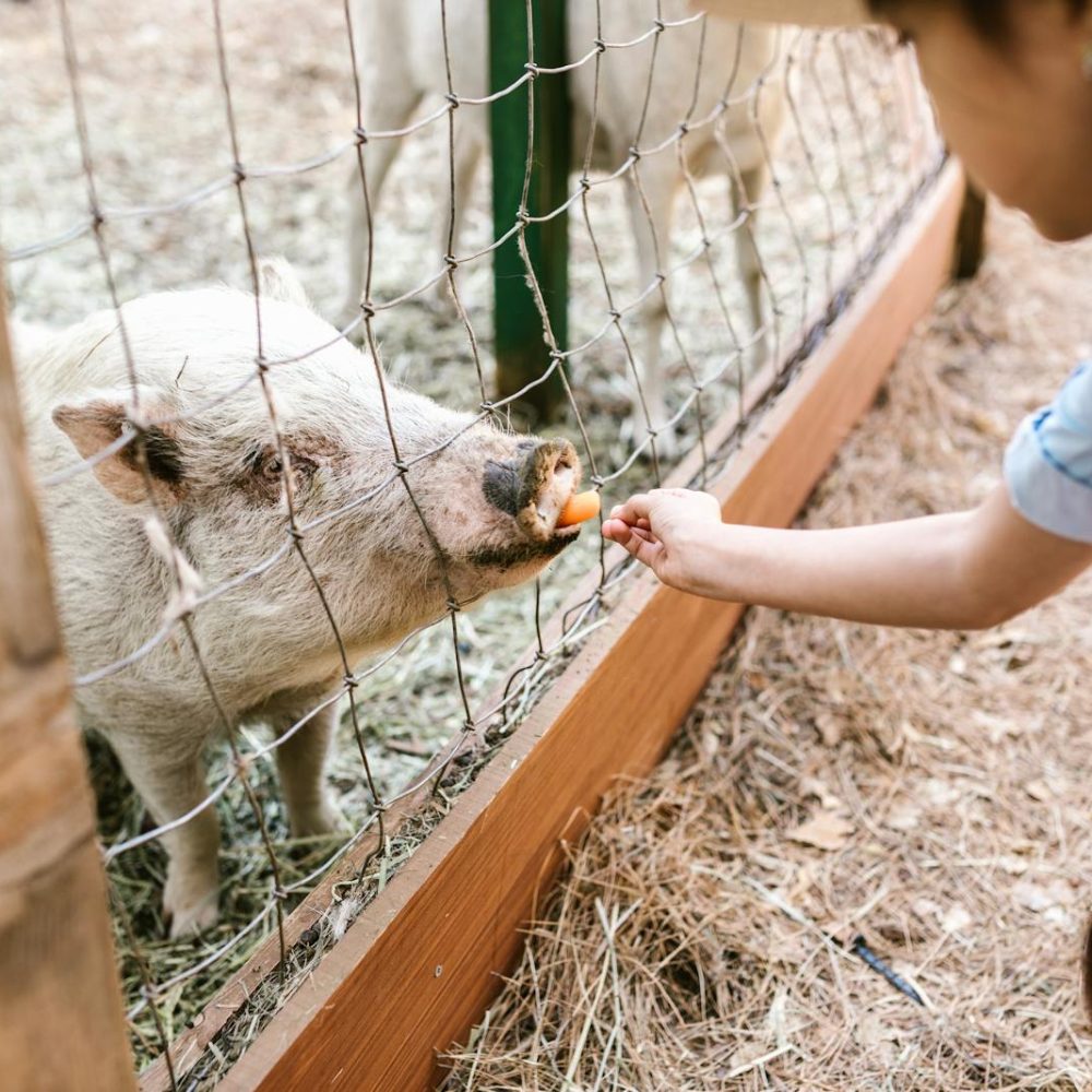 Girl with Braided Hair Feeding a Pig