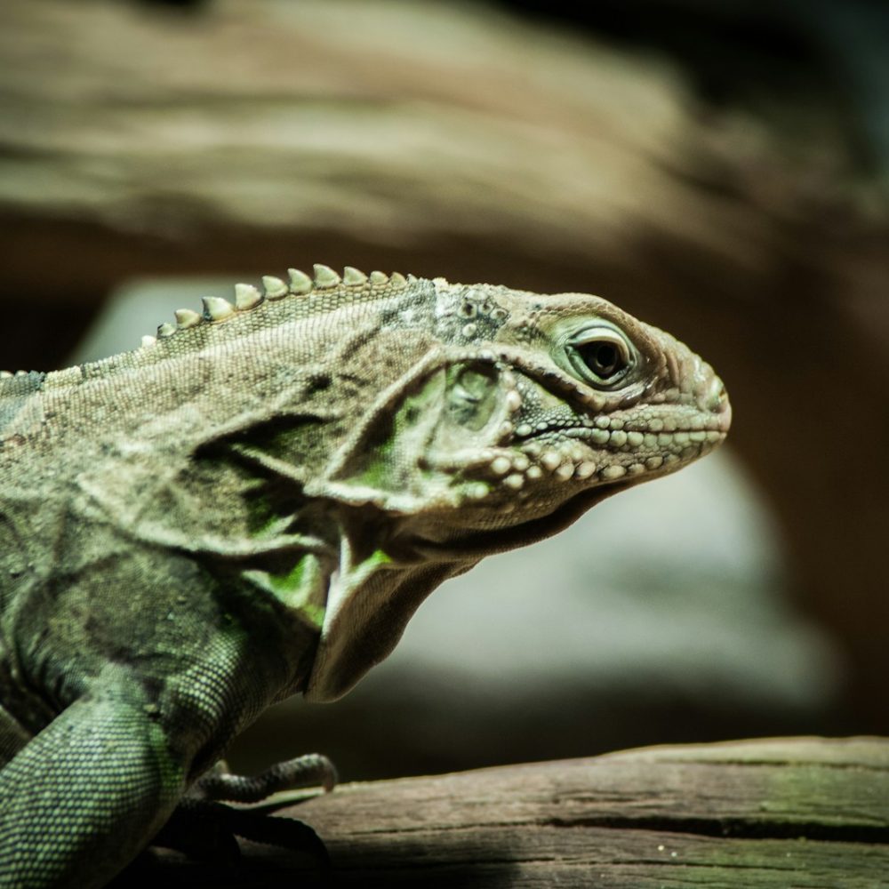 selective focus photography of green iguana